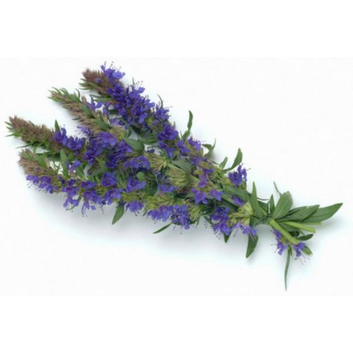 Гидролат Иссопа