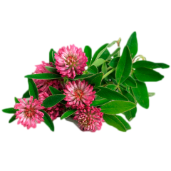 Гидролат Клевера